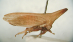 <I>Neosextius longinotum</I> Day, adult.