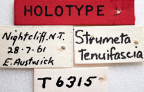 <i>Strumeta tenuifascia</i> Holotype label