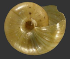 <em>Scagacola degenerata</em>, ventral view.