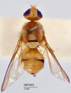 <i>Afrodacus flavinotus</i> Holotype