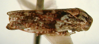 <I>Macroceps darwinensis</I> Evans, adult female.