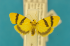 <i>Heliosia jucunda</i> (Walker, 1854), male