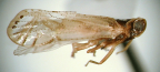 <I>Guttala mona</I> Löcker & Larivière, holotype