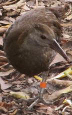 Lord Howe Island Woodhen, December 2011