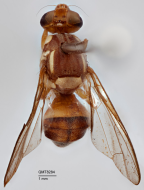 <i>Dacus (Bactrocera) perkinsi</i> Holotype