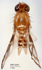 <i>Micronevrina setosa</i> Holotype