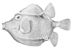 <I>Caprichthys gymnura</I> holotype