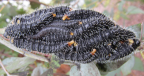 Typical cluster of larval gum sawflies