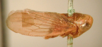 <I>Spanotartessus evansi</I> (Metcalf), adult male.