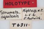 <i>Strumeta aquilonis</i> Holotype label