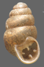 <em>Nesopupa novopommerana</em>, apertural view. Height of shell: 2.6 mm