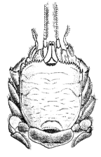 <em>Albunea speciosa</em> [from Dana 1855: pl. 25 fig. 6]