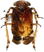 <i>Olonia bourgoini</i> Constant, holotype male