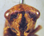 <i>Ipoella fidelis</i> Evans, face showing characteristic T-shaped black marking.