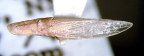 <I>Paradorydium narrabrensis </I>Evans, adult.