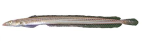 <I>Trichonotus elegans</I> from Lizard Island, Queensland