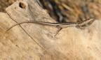 <em>Cryptoblepharus adamsi</em> Horner. Bowen, Queensland.