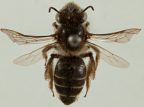 <i>Leioproctus (Zosterocolletes) advena</i>, dorsal view