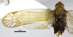 <i>Yamirrina concolor</i>, holotype male.