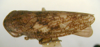 <I>Putoniessa dorsalis</I> (Walker), adult male.