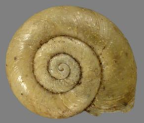 <em>Laevidelos clermont</em>, dorsal view.
Diameter of shell: 7 mm