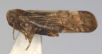 <i>Leptolamia sonyae</i> Löcker, adult male