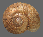 <em>Goweriana berniceae</em>, dorsal view.
Diameter of shell: 3.5 mm.