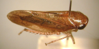 <i>Alotartessus iambe</i> (Kirkaldy), type species of <i>Alotartessus</i> F. Evans.