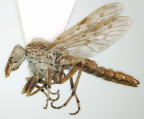 <I> Neodialineura striatithorax</I>  Female 