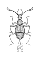 <I>Tasmanityrus auricomus </I>(Lea)