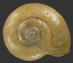 <em>Scagacola cavernula</em>, dorasl view.
Diameter of shell: 23.5 mm