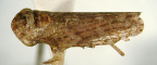 <I>Putoniessa minima</I> Evans, adult.