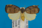 <i>Hemonia simillima</i> Rothschild, 1913, male