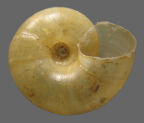 <em>Echotrida strangeoides</em>, ventral view. 