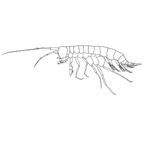 <I>Liagoceradocus subthalassicus</I>