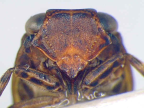 <i>Kirkaldybrachys similis</i> Constant, face