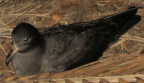 Flesh-footed Shearwater at nest hole, Lord Howe Island, December 2011