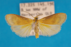 <i>Lambula pleuroptycha</i> Turner, 1940, male