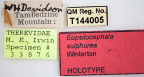 <i>Eupsilocephala sulphurea</i> Holotype label