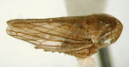 <I>Epipsychidion whitteni</I> Evans, adult male.