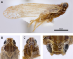 <i>Chidaea belairensis</i> Löcker and Holzinger. A. <i>habitus</i>, B-D: head.