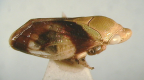 <I>Chaetophyes vicina </I>Lallemand, adult male.