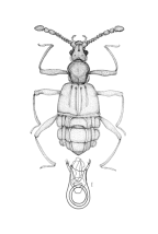 <I>Eudranes okei </I>Chandler (aedeagus of <I>E. carinatus </I>Sharp)