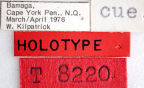 <i>Dacus (Pacifodacus) salamander</i> Holotype label