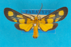 <i>Asura crocopepla</i> Turner, 1940, male