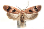 <I>Acanthodela erythrosema</I> (Meyrick, 1886) [photo by Len Willan]