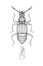 <I>Paraplectus punctulatus </I>Raffray