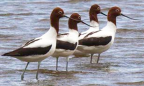 Red-necked Avocets, Lake Burley Griffin, ACT