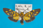 <i>Asura polyspila</i> Turner, 1940, male