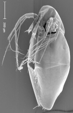 <i>Gondwanothrix halsei</i> (Van Damme, Shiel & Dumont, 2007), from Angove Lake, south-western Western Australia